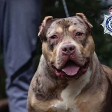 Number Of Dog Attacks Causing Injury In UK Increases By 83 Since 2020