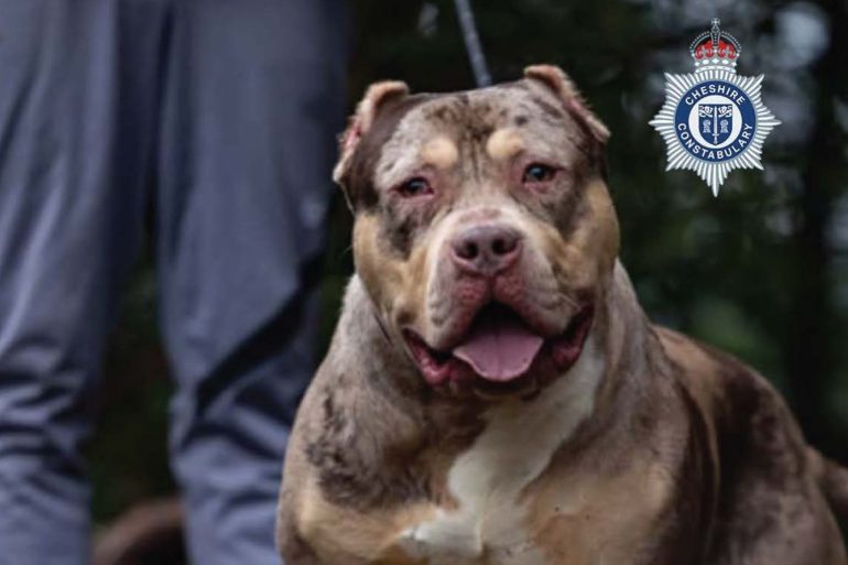 Number Of Dog Attacks Causing Injury In UK Increases By 83 Since 2020