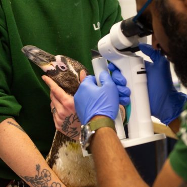 Public Able To View Vets In Action At ZSLs Planned Wildlife Health Centre