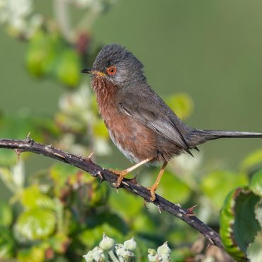 Dartford Warblers See Record Year After Comeback From Brink Of Extinction