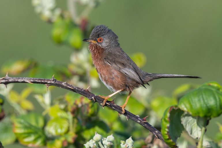 Dartford Warblers See Record Year After Comeback From Brink Of Extinction