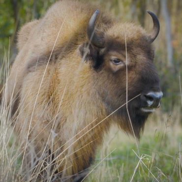 Bison Settle Into New Home In Cumbria In Scheme To Create Wildlife Rich Habitat