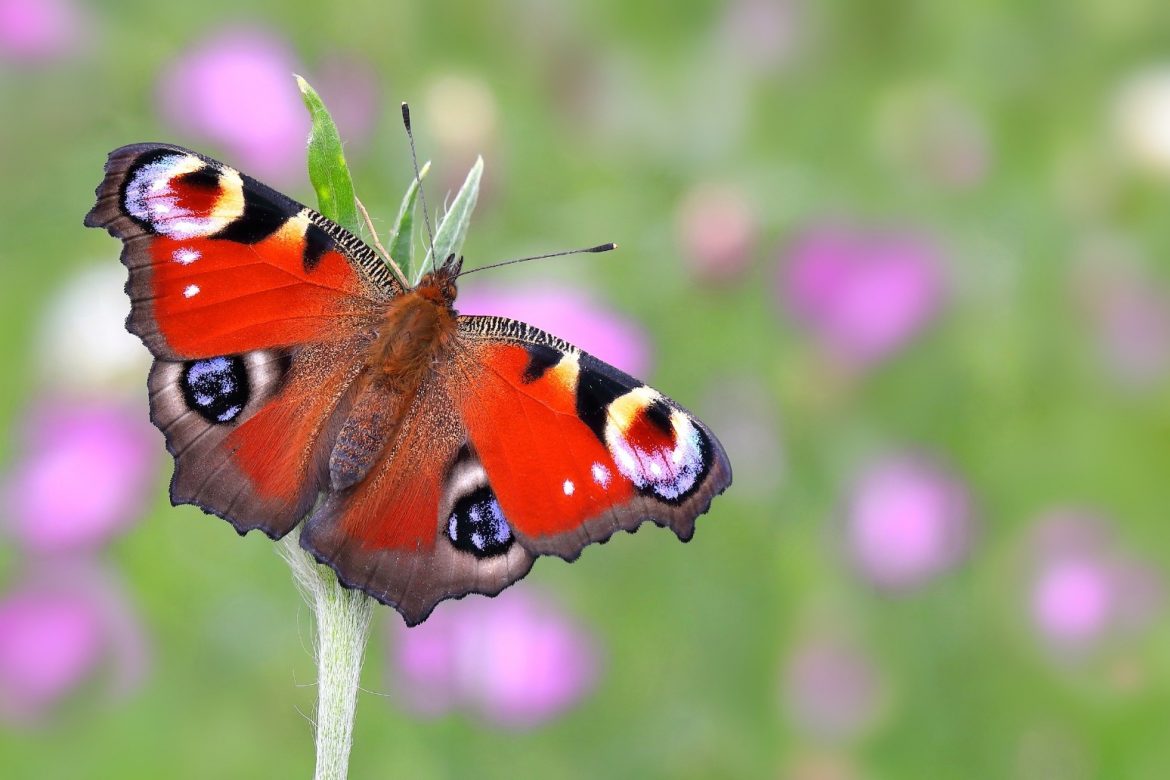 Showstopper Peacock Tops Poll To Find Nations Favourite Butterfly