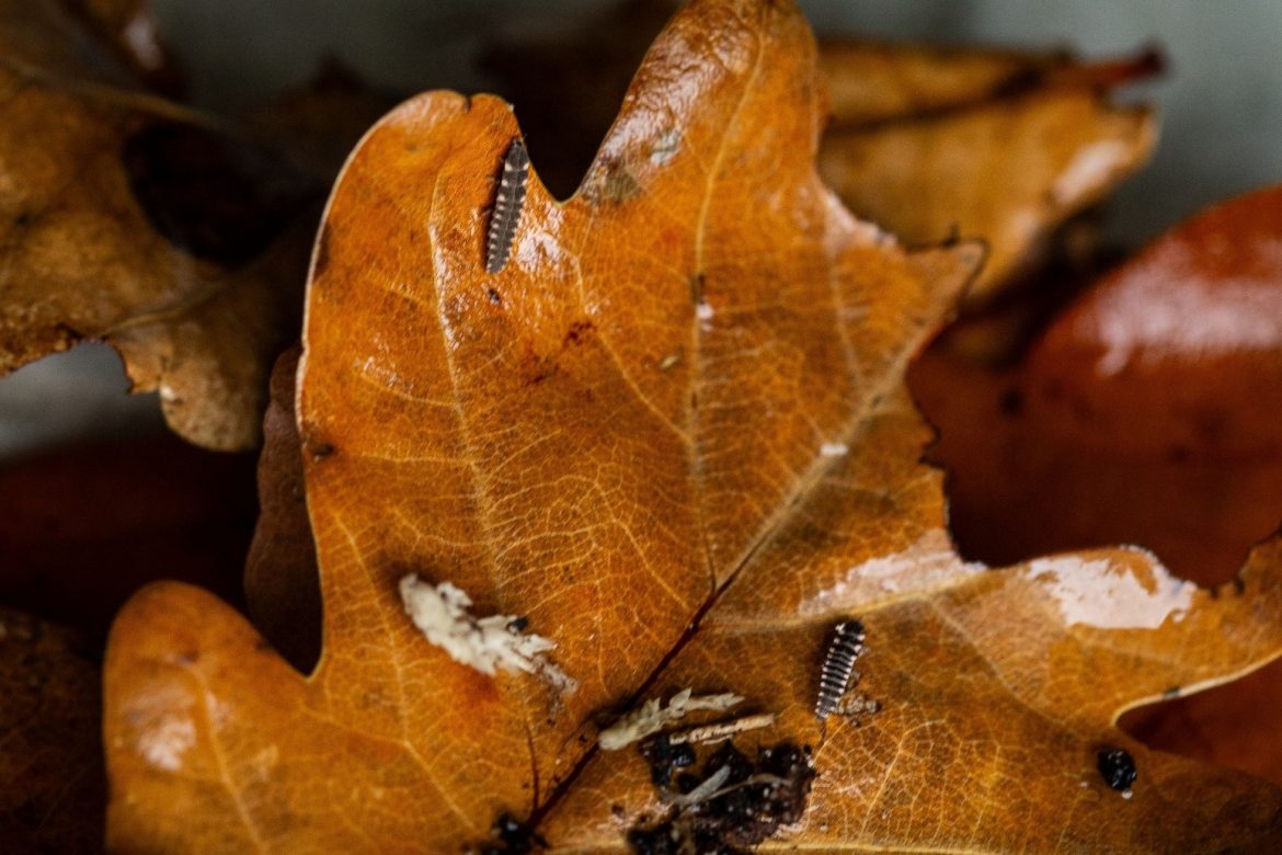 Glow Worms Introduced To New South Downs Site To Benefit From Dark Skies
