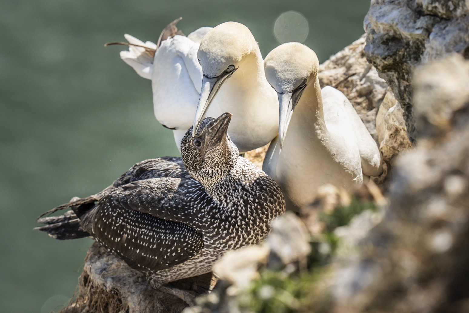 Key Gannet Colonies Hit By Bird Flu Could Take Two Decades To Recover  Study